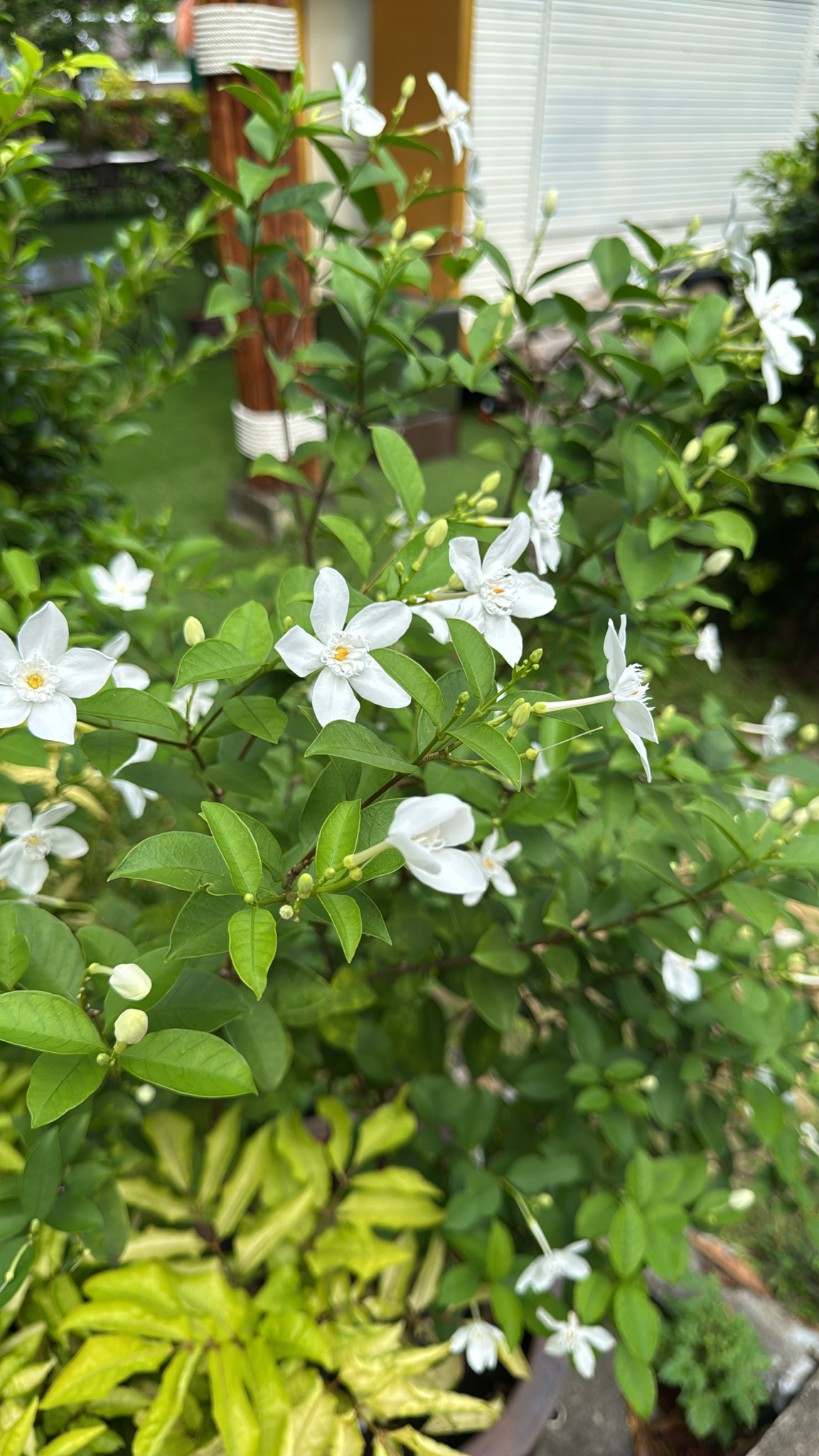 Wrightia Antidysenterica (Wrightia antidysenterica)