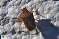 Oebalus