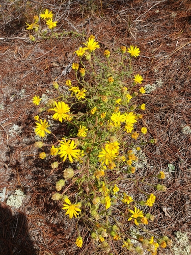 Chrysopsis lanuginosa Small
