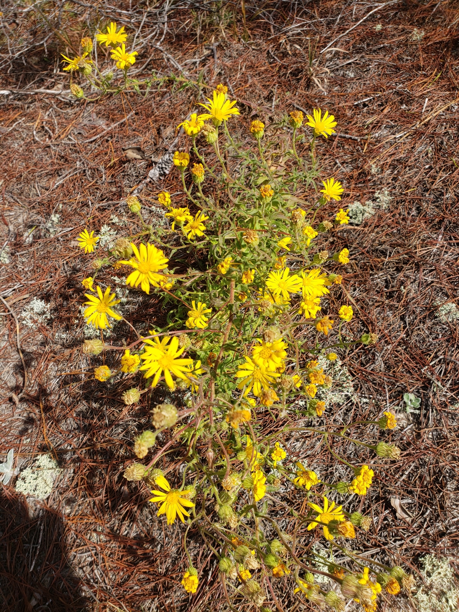 Chrysopsis lanuginosa