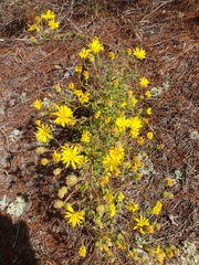 Chrysopsis lanuginosa