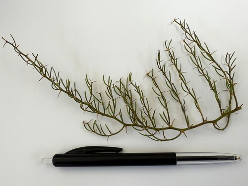 Asparagus confertus