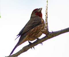 Haemorhous mexicanus