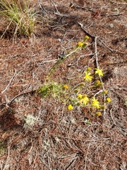Chrysopsis lanuginosa