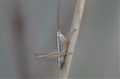 Conocephalus leptopterus