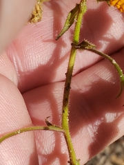 Chrysopsis lanuginosa