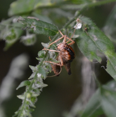 Ceuthophilus meridionalis
