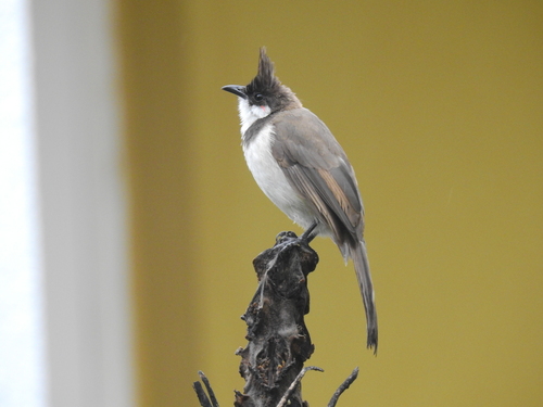 Bulbul orfeo (Pycnonotus jocosus)