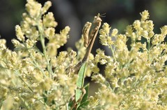 Pseudovates townsendi