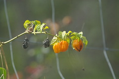 Capsicum chinense