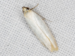 Eochrois callianassa