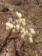 Chrysopsis lanuginosa