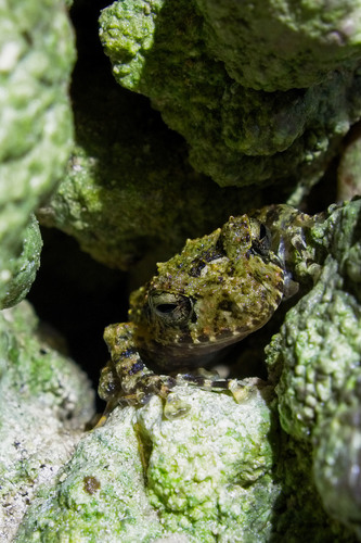 Xucaneb Robber Frog, Craugastor xucanebi