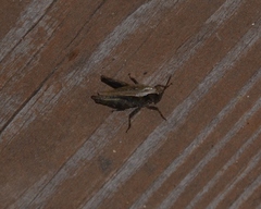 Tettigidea lateralis
