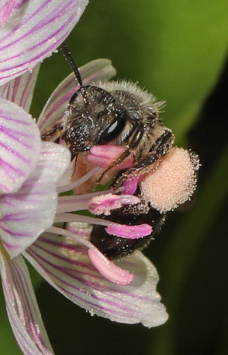 Spring Beauty Miner photographed in Virginia