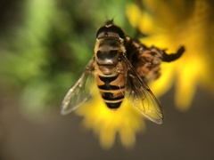 Eristalis cerealis