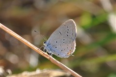 Cupido comyntas texana