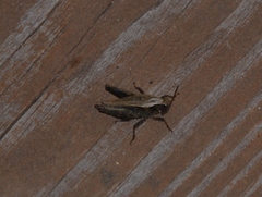 Tettigidea lateralis