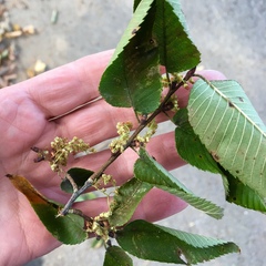 Ulmus serotina