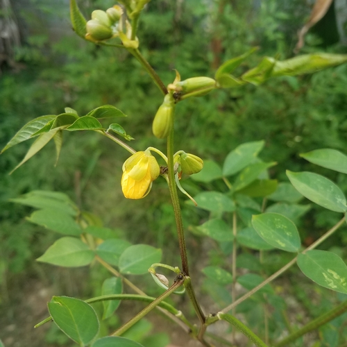 Coffee Senna