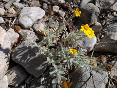 Thymophylla micropoides