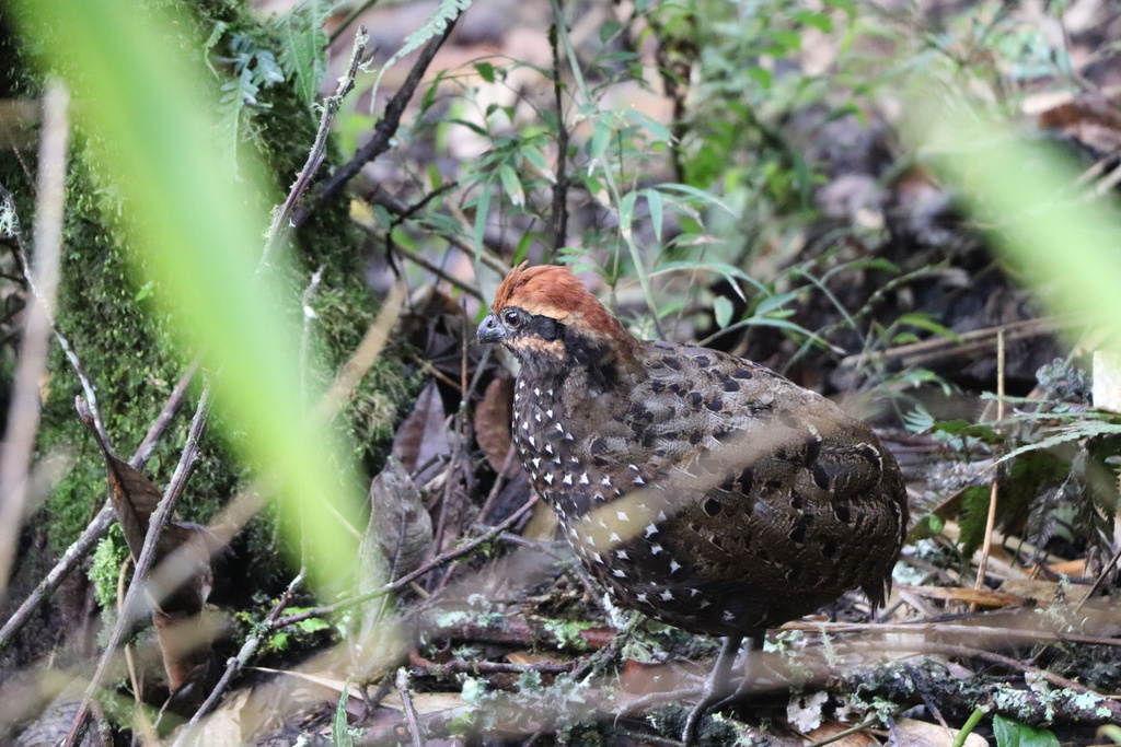 Stripe-Faced Wood Quail