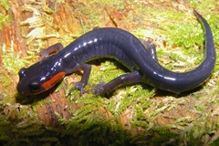 Plethodon jordani
