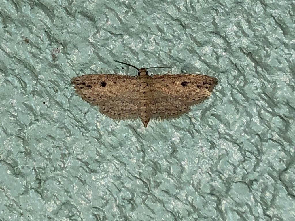 Tawny False Pug Moth