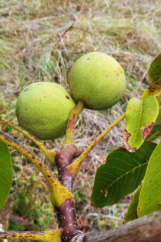 English walnut (Juglans regia)