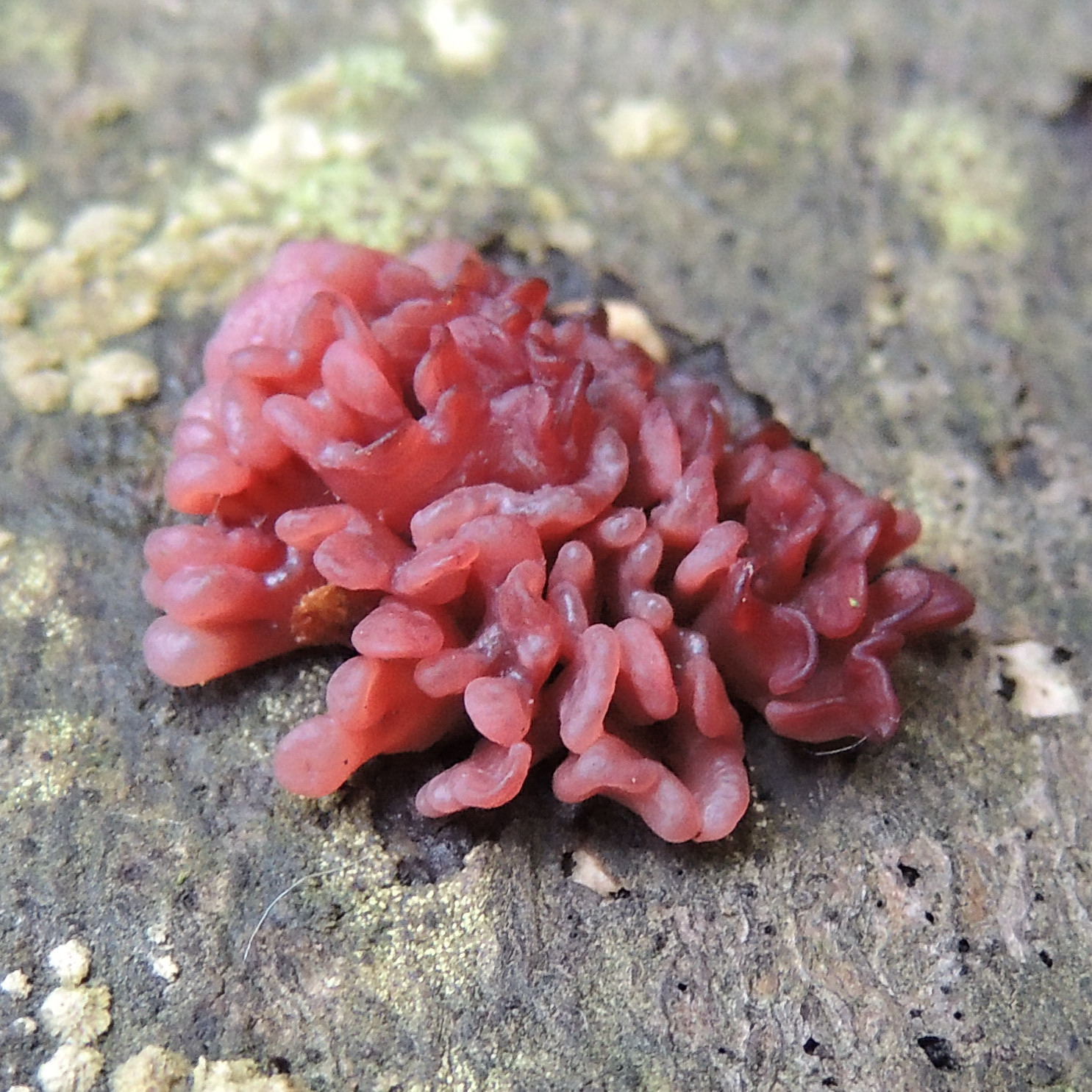 Ascocoryne sarcoides image