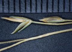 Festuca subverticillata