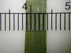 Festuca subverticillata