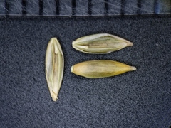 Festuca subverticillata