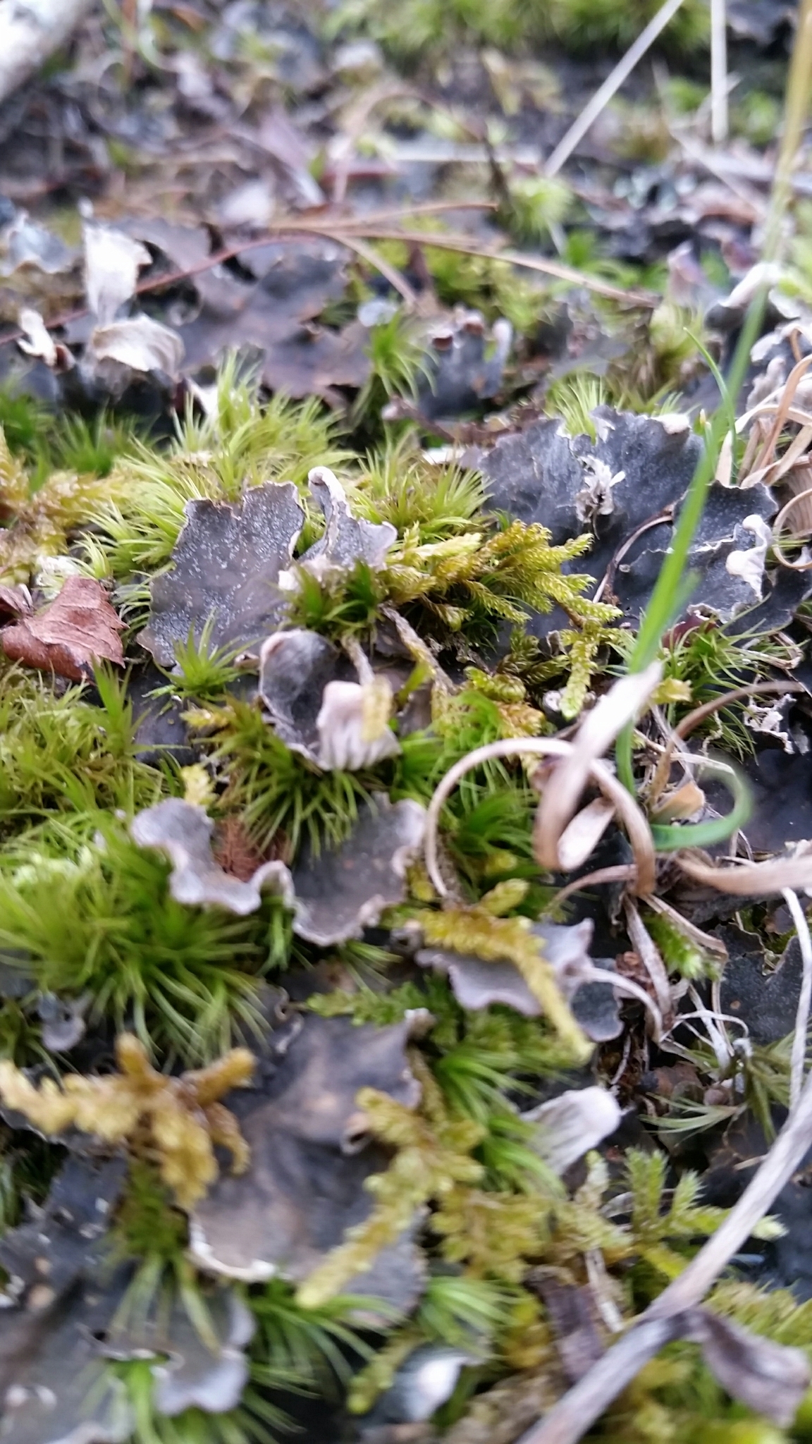 Peltigera image