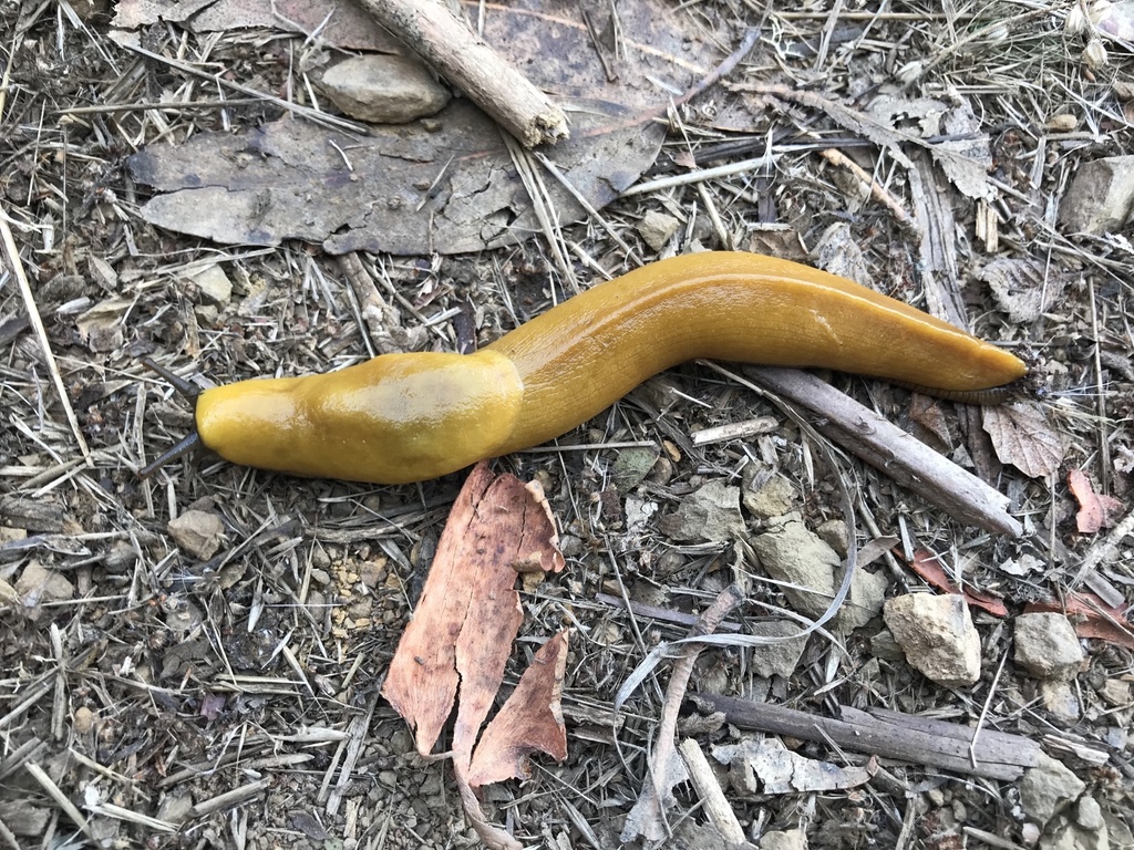 Ariolimax brachyphallus