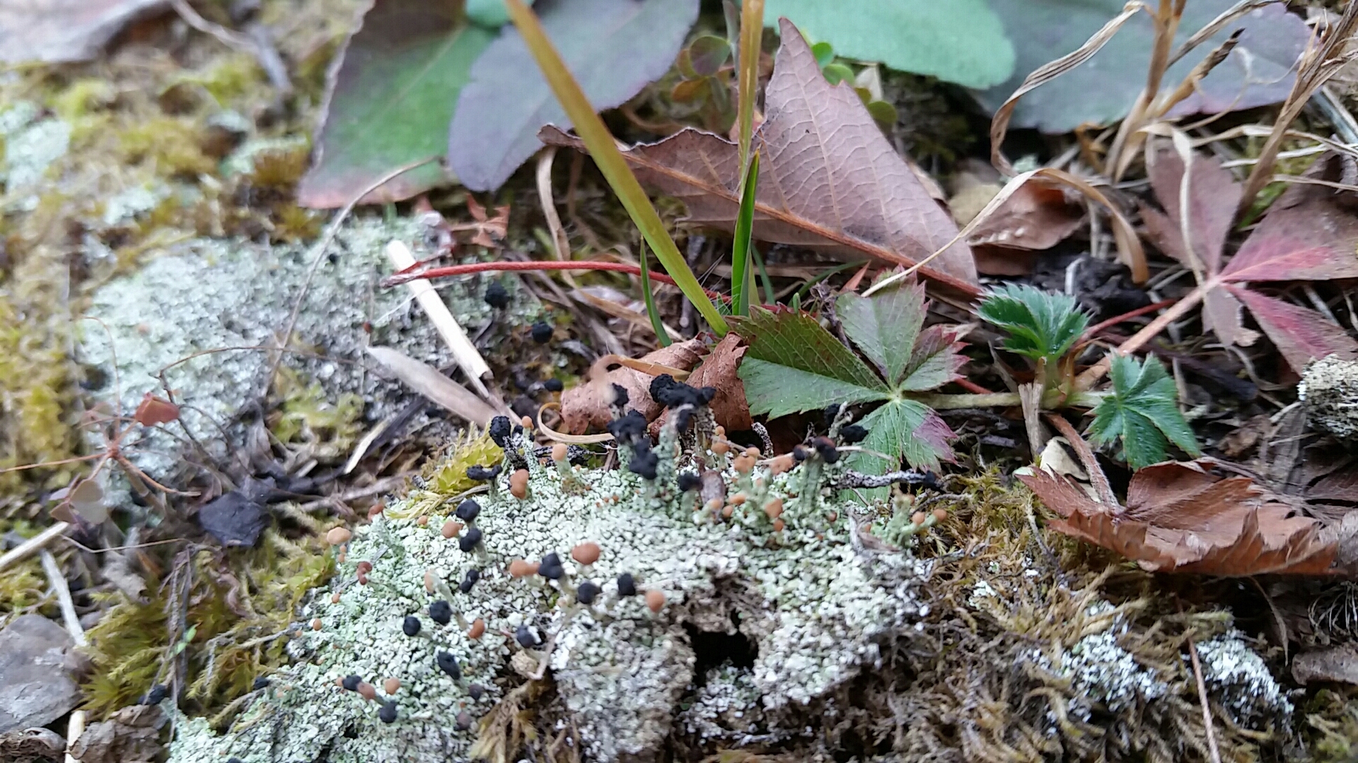 Cladonia peziziformis image