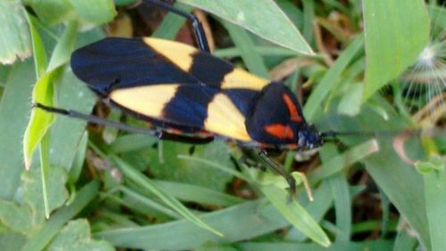 Oncopeltus orourkeae