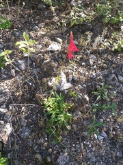 Penstemon lanceolatus