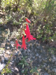Penstemon lanceolatus