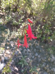 Penstemon lanceolatus