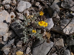 Thymophylla micropoides