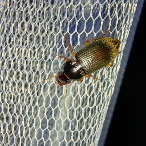 Strawberry Seed Beetle, 9451 AA Rolde, Netherlands, photo 6 of 10