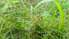 Cyperus haspan