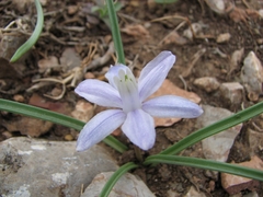 Androstephium coeruleum