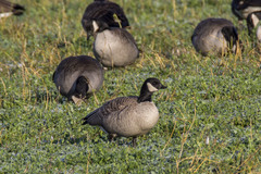 Branta hutchinsii hutchinsii