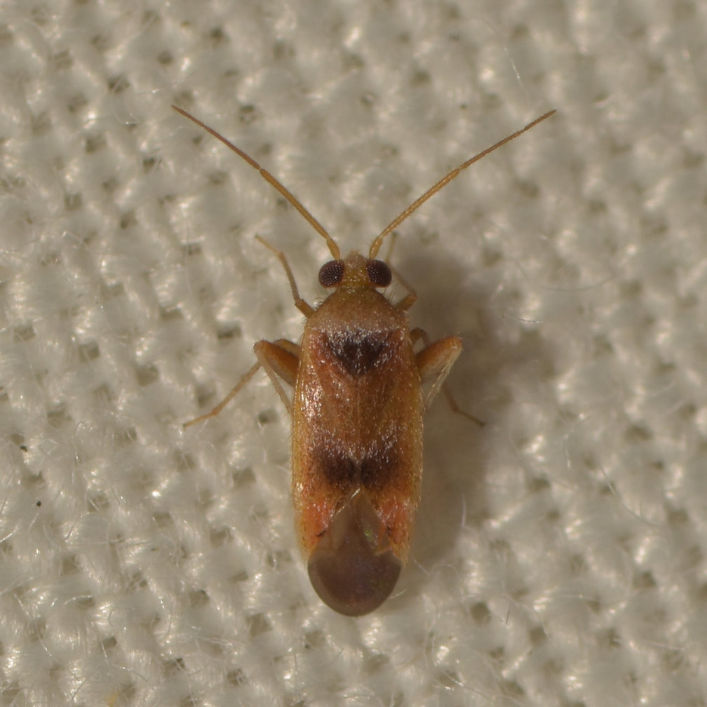 Parthenicus juniperi