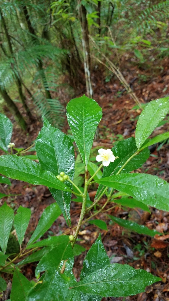 Saurauia molinae