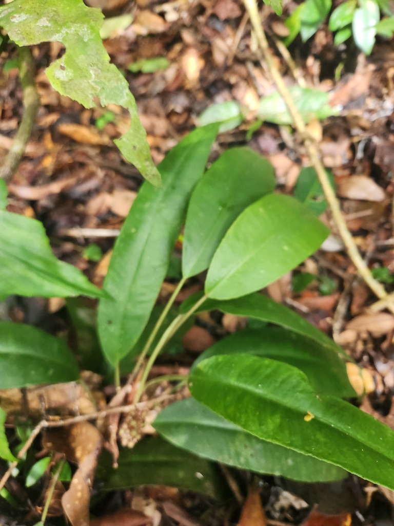 Labisia pumila (Labisia pumila)