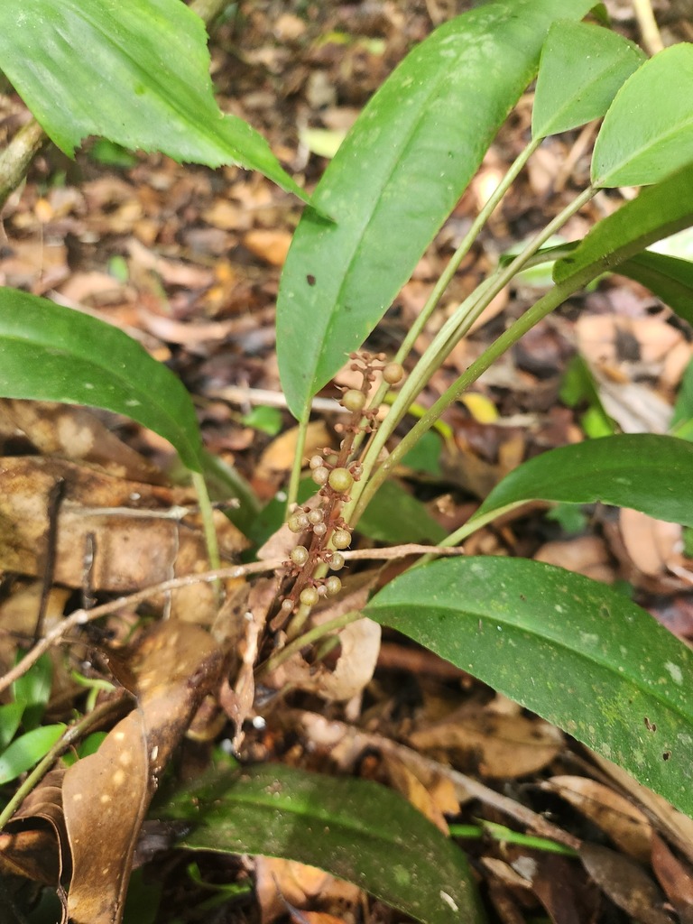 Labisia pumila (Labisia pumila)