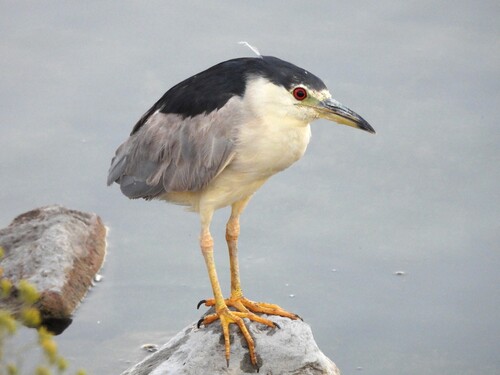 Black-crowned Night Heron photographed in Nevada